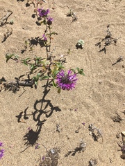 Monardella sinuata nigrescens