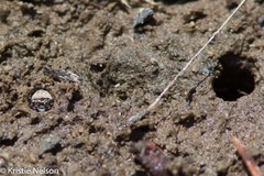 Cicindela longilabris