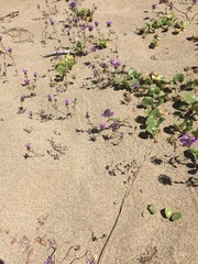 Monardella sinuata nigrescens