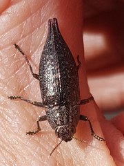 Dicerca caudata