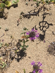 Monardella sinuata nigrescens