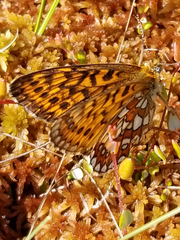Boloria eunomia