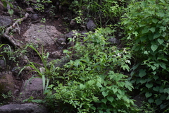 Begonia biserrata, photograph (c) Norma Piedra, some rights reserved (CC BY)