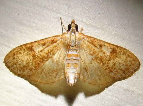 Freeman's Palpita Moth