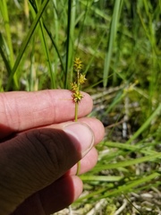 Carex wiegandii