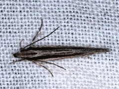 Pytinaea schistopa