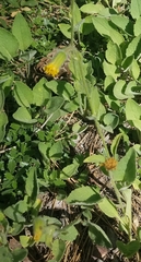 Arnica parryi