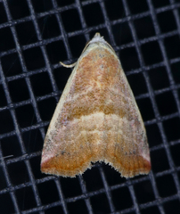 Eublemma cinnamomea