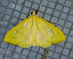 Loxomorpha flavidissimalis