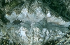 Hippopus hippopus