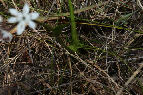 Image of Wurmbea biglandulosa by (c) Greg Tasney, some rights reserved (CC BY-SA)