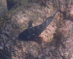 Cirrhitus rivulatus