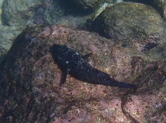 Cirrhitus rivulatus