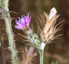 Italian Thistle - Photo (c) Don Loarie, some rights reserved (CC BY), uploaded by Don Loarie