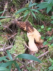 Morchellaceae