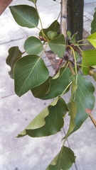 Magnoliopsida