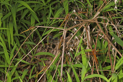 Libellula needhami