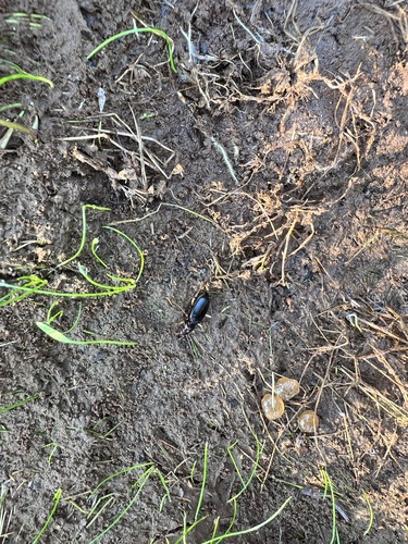 Nebria eschscholtzii photo 5