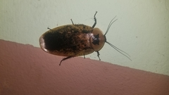 Blaberinae