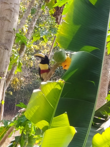 Black-necked Aracari