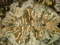 Hippopus hippopus