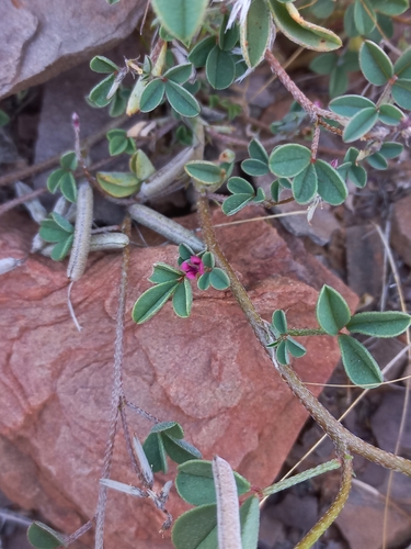 Mini Indigo (Indigofera barkeri)