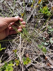 Piptatheropsis canadensis