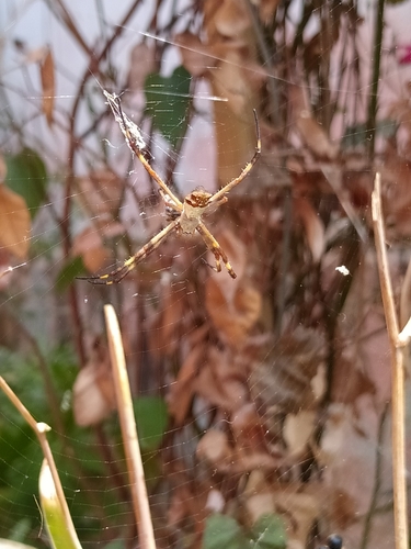 Silver Garden Orbweaver