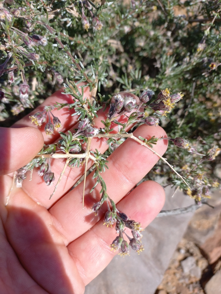 Eriocephalus namaquensis