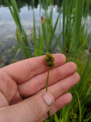 Carex bebbii
