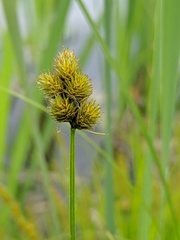Carex bebbii