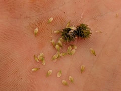 Carex bebbii