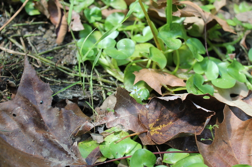 Image of Heteranthera reniformis by (c) Dominic, some rights reserved (CC BY)