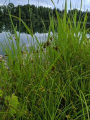 Carex bebbii