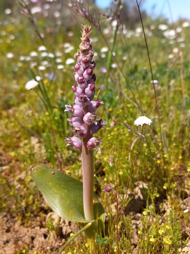 Elegant Viooltjie (Lachenalia elegans)