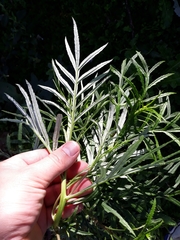 Senecio brasiliensis