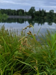Scirpus pendulus