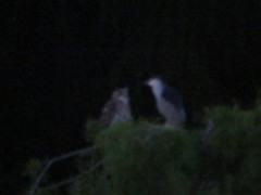 Bubo virginianus nacurutu