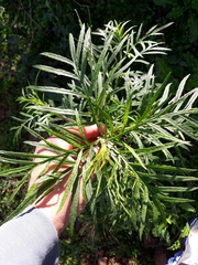 Senecio brasiliensis
