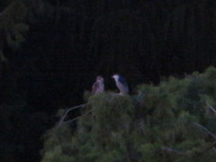 Bubo virginianus nacurutu