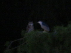 Bubo virginianus nacurutu