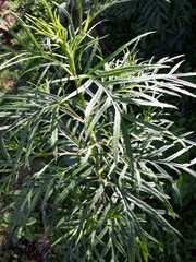 Senecio brasiliensis