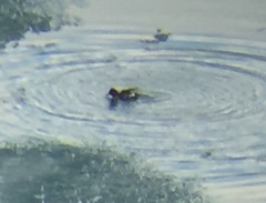 Bucephala