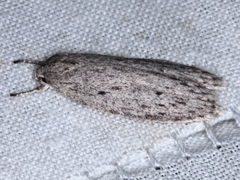 Agriophara cinderella