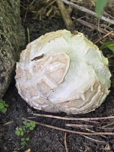 Calvatia booniana — (c) Alan Rockefeller, some rights reserved (CC BY)