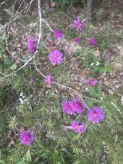 Vernonia acaulis
