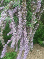 Buddleja alternifolia