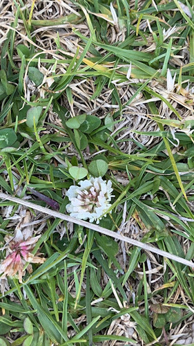 Trifolium repens observed 2024-03-22