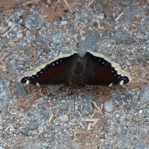 iNaturalist observation photo of Mourning Cloak