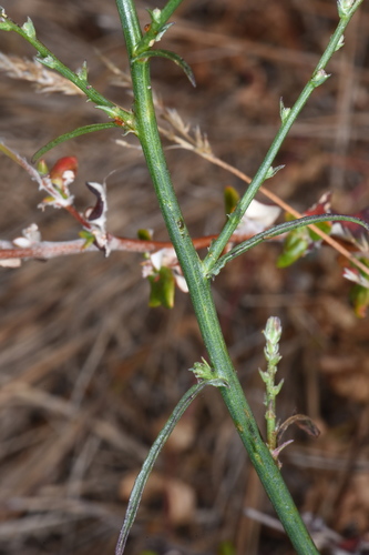 Image of Stephanomeria elata by (c) Don Loarie, some rights reserved (CC BY)